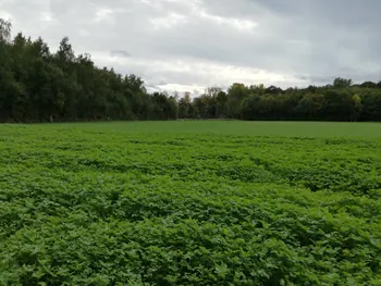 Galgebossen (Poperinge, Elverdinge, Vlamertinge) (Belgie)